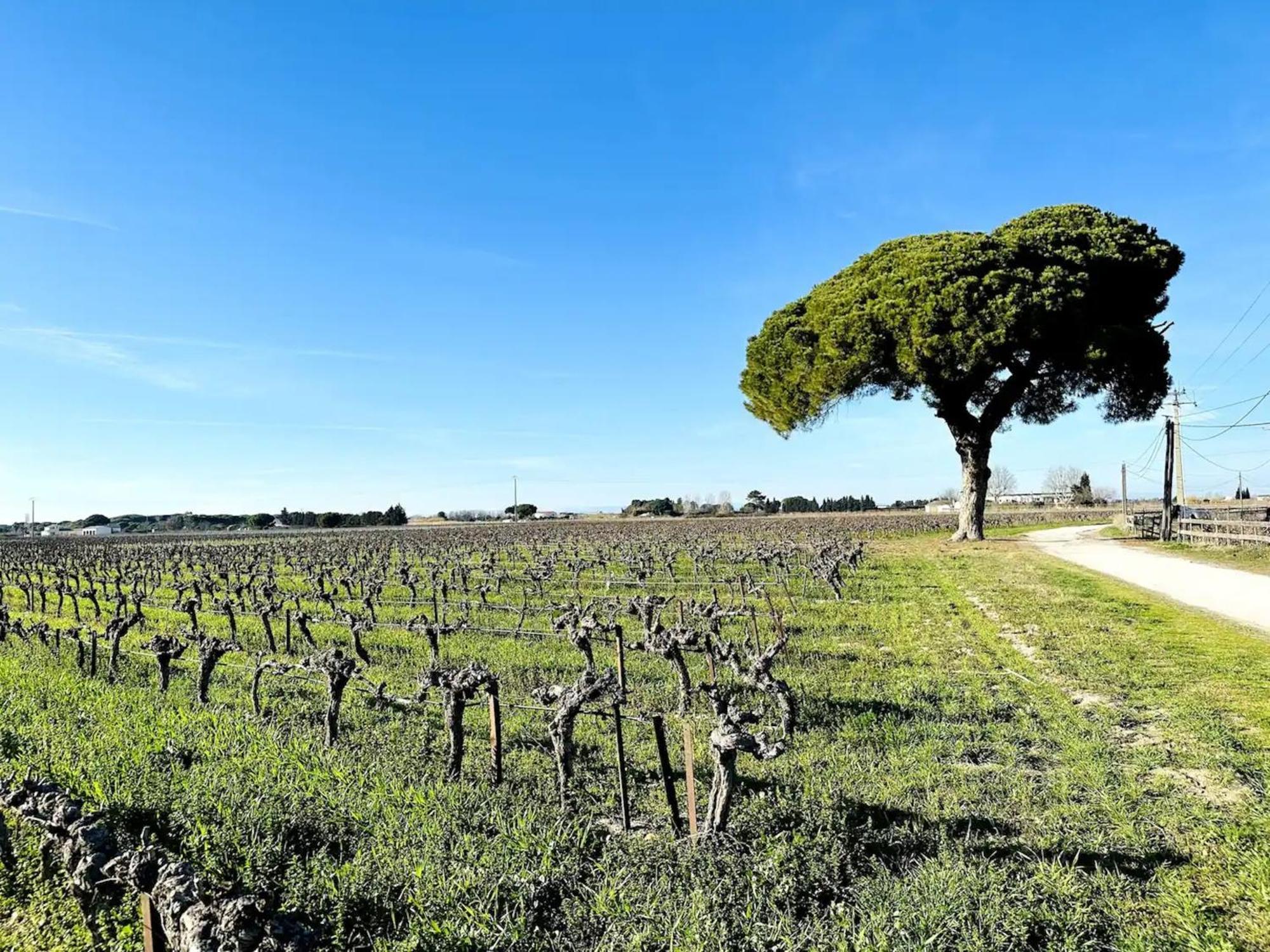 Les Appartements Du Mas - Emeraude Aigues-Mortes Eksteriør billede